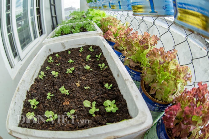 Rồi anh tỉ mỉ đem trộn đất đó với xỉ than tổ ong và xơ dừa trộn lại để làm đất trồng cây.