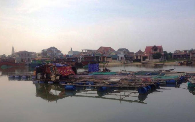 Người dân Quảng Bình lại một phen lao đao vì cá chết.