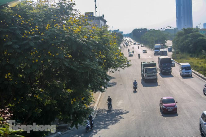 Những phố hoa Hà Nội làm xao xuyến lòng người - ảnh 2