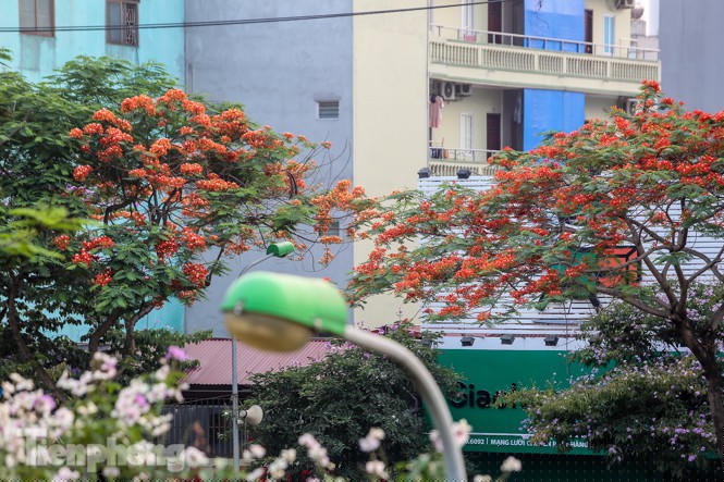 Phố phường Hà Nội rạo rực 'mùa phượng cháy' - ảnh 13