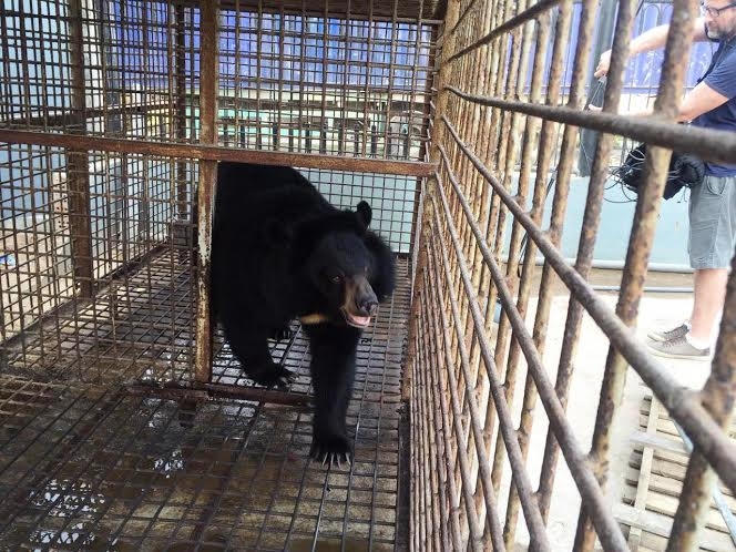 Cá thể gấu cái ước chừng 13 tuổi được nuôi nhốt từ nhỏ.