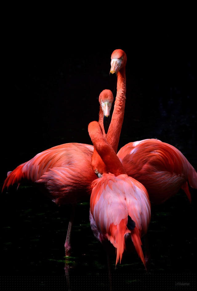 Bức “Như một vở ba-lê” - Tác giả @lefotodiannae (Ý)