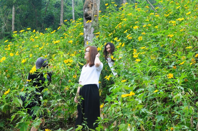 Thời điểm ngắm hoa dã quỳ lý tưởng nhất là tầm 9-10h sáng.