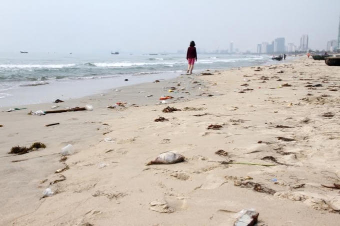 Xuất hiện cá chết tại biển Đà Nẵng