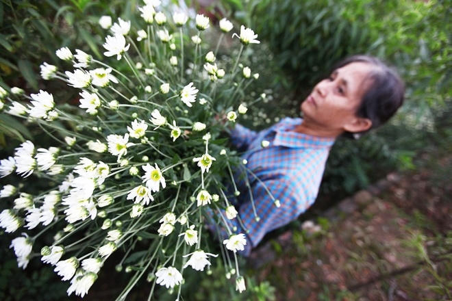 “Năm nay, cúc họa mi nở muộn hơn những năm trước khoảng 10 ngày. Bình thường dịp 20/11 là đã cho thu hoạch”, bà Chung, một người trồng hoa chia sẻ.