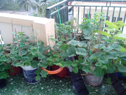 V&igrave; vậy, anh Ngọc đ&atilde; thiết kế gi&agrave;n cao tầm 50cm để kết hợp với b&ograve;.