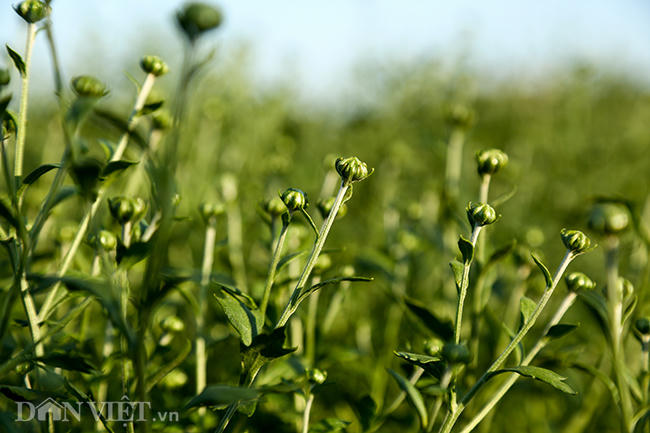 Những ngày đầu tháng 11, các nụ hoa cúc họa mi đã bắt đầu đua nhau vươn cao đón chờ mùa thu.