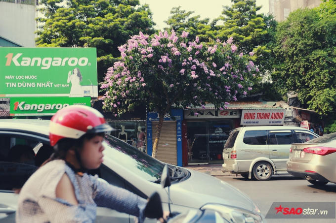 Hoa bằng lăng trong màu tím giản dị góp phần làm nên một phong cách tao nhã, duyên dáng của Thủ đô.