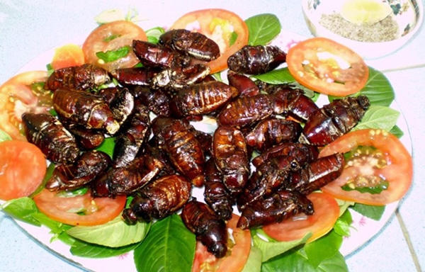 Có rất nhiều tường hợp tử vong vì ăn nhầm côn trùng tưởng là bọ xít. Ảnh: minh họa