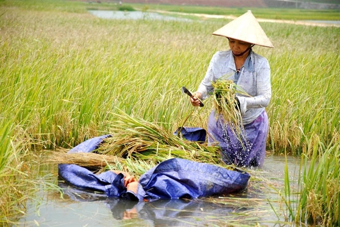 Người phụ nữ này chỉ mong sao nước rút thật nhanh và trời nắng trở lại.