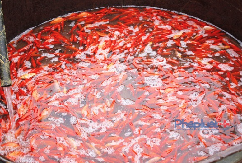 Theo một số tiểu thương bán cá, giá cá năm nay cũng gần như năm ngoái. Giá từ trên 100 nghìn đồng đến dưới 200 nghìn đồng/kg tuỳ loại. Lúc nhập cáo thì bán giá cao, nhập thấp thì bán giá thấp.