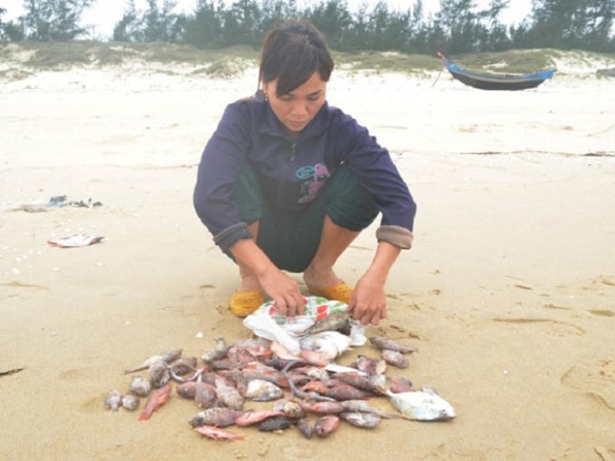 Cá chết dạt đầy các bãi biển miền Trung. (Ảnh: Đăng Đức).