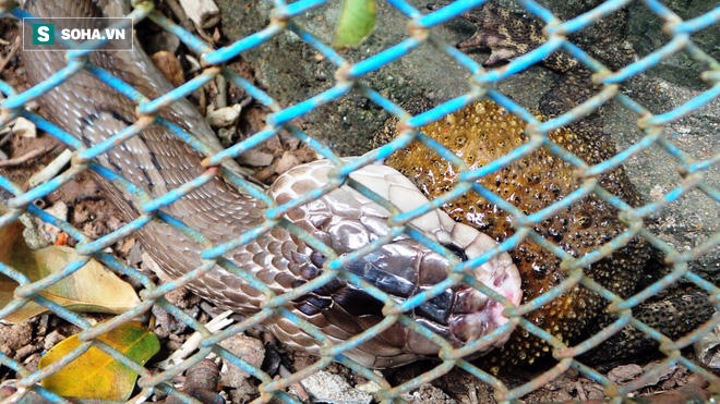 Nọc độc của rắn khiến da cóc bị vàng. Ảnh Zing.vn.