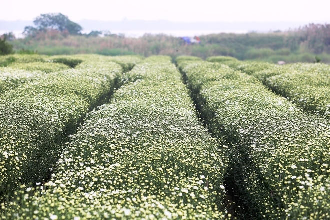 Năm nay, cúc họa mi được trồng nhiều ở gần bãi đá sông Hồng, sau chợ hoa Quảng An (phường Nhật Tân, quận Tây Hồ, Hà Nội). Những luống hoa trắng muốt chiều ngang 1,5 m kéo dài ra tận mép sông.