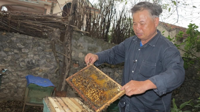 Sản xuất sữa ong chúa sạch thu nhập hàng trăm triệu đồng mỗi năm