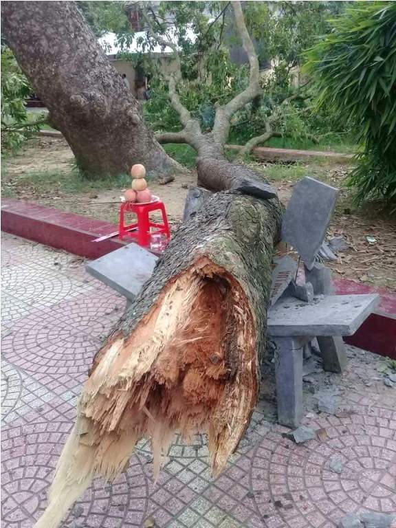 Cành xà cừ gãy rơi trúng người chị H. khiến nạn nhân tử vong tại chỗ. Ảnh: Đ.Tuỳ.