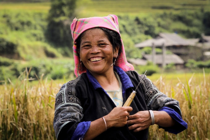 Nông dân ra đồng gặp lúa với niềm vui khi Tú Lệ năm nay được mùa. 1 ha  ước tính sẽ thu hoạch được 1,5 tấn thóc.