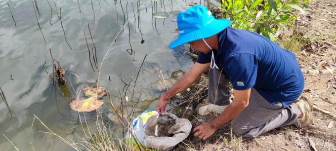 Ông Minh bỏ cá chết vào bao tải, chôn ngược xuống ao gây trương sình, ô nhiễm nguồn nước.