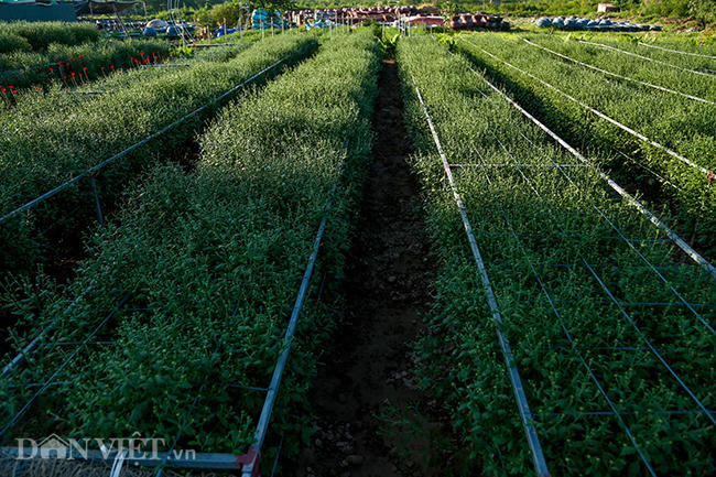 Là một trong những điểm trồng nhiều cúc họa mi thu hút đông người đến ngắm hoa và chụp hình mỗi mùa hoa, vườn hoa Bách Nhật (Hà Nội) trồng cúc theo hàng lối nhằm tạo tiện lợi cho khách vào vườn chụp ảnh. Hoa ở đây được trồng chủ yếu để phục vụ khách thưởng lãm chứ không bán. Chủ vườn thu lợi từ việc bán vé vào cửa với giá 50.000 đồng.