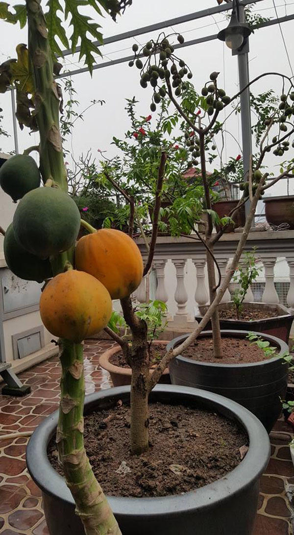 Đu đủ nhìn đã mắt.