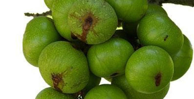 Quả sung có tác dụng chữa bệnh trĩ mà không phải ai cũng biết.