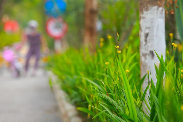 Bên dưới các gốc cây tán rộng là các thảm hoa mới trồng, trang trí thêm có tác dụng giảm bớt khói bụi và tiếng ồn từ xe cộ ở làn đường bên cạnh.