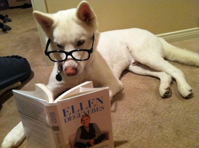 Chó cũng phải trau dồi kiến thức đó. Bạn có biết Ellen Degeneres là ai không?