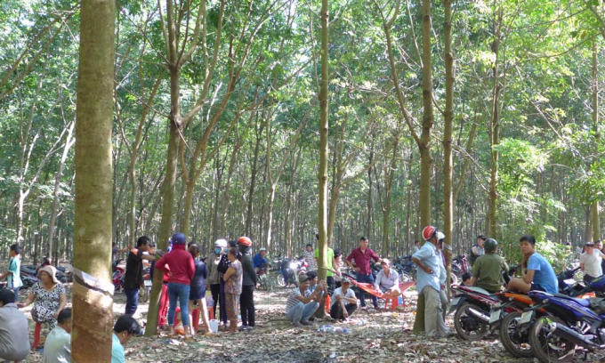 Lô cao su nơi xảy ra vụ án. (Ảnh: báo Vietnamnet)