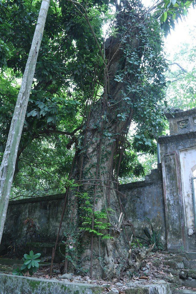 Cây sưa luôn được người dân bảo vệ trong một lớp ''áo giáp sắt'' và lớp áo ấy cũng đang bị hoen gỉ.