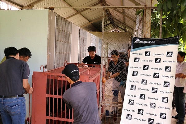 Những cá thể gấu được cứu hộ.