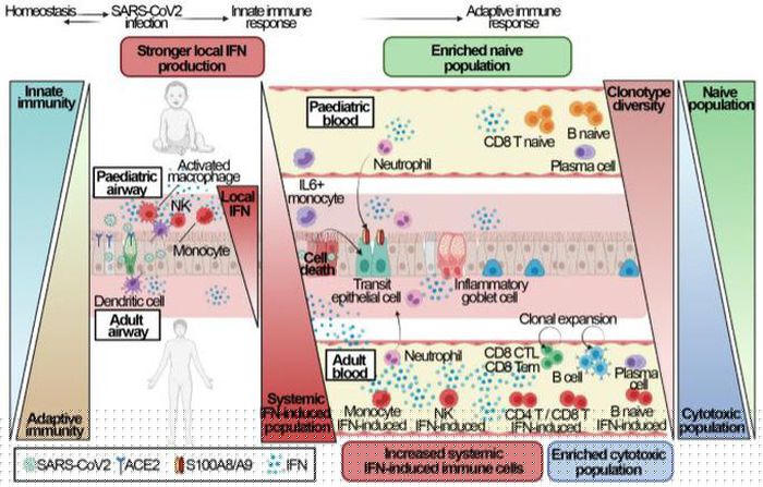 Sơ đồ cho thấy phản ứng miễn dịch của trẻ em trước virus gây bệnh Covid-19 hết sức đơn giản so với người lớn, dẫn đến hiệu quả nhanh chóng và bảo vệ chúng một cách thần kỳ (Ảnh đồ họa từ nhóm nghiên cứu)