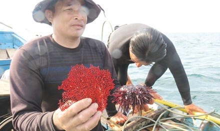 Hiện vật lần lặn thứ 3 là cây san hô đỏ bị chết.