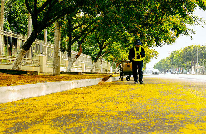 Sau mỗi đêm, công nhân môi trường đô thị lại miệt mài thu dọn hoa rụng.
