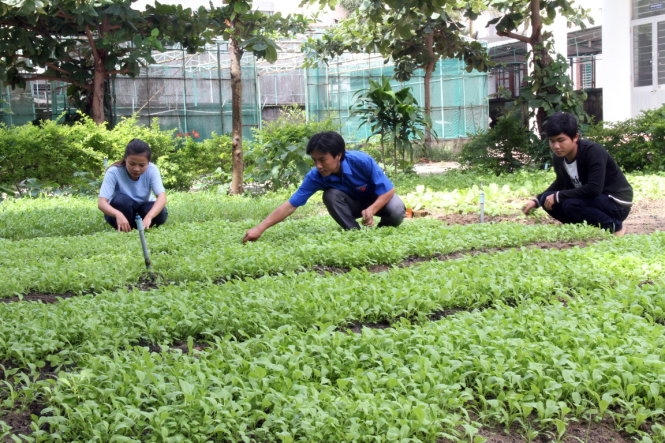 Vườn rau sạch được các bạn sinh viên chăm sóc tại Trường CĐ Lương thực thực phẩm Đà Nẵng. Ảnh: Đoàn Cường