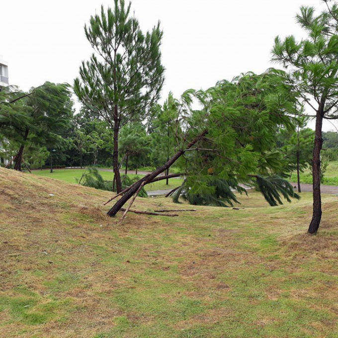 Đồi thông đổ rạp.