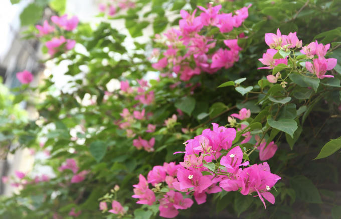 Thân cây có gai lớn và cành rũ dài. Các lá bông giấy màu xanh đậm, có cuống, mọc cách. Lá cây hình trái xoan hay thuôn dài (6 – 10 cm chiều dài), đỉnh nhọn, tròn ở gốc.