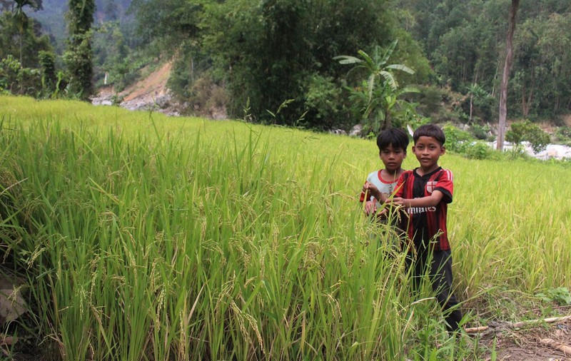 Đám trẻ tha thẩn chơi bên ruộng lúa đang trổ bông báo hiệu mùa vàng no ấm.