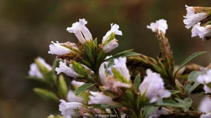 Cây Neelakurinji (thường được gọi tắt là 'Kurinji') thuộc chi Thuỳ hoa (Strobilanthes), là chi họ cây có chừng 350 giống cây có hoa, trong đó 59 loài có ở khắp bán đảo Ấn Độ. Nhiều loài khác nhau trong họ chi Thuỳ hoa có những thời điểm nở hoa khác nhau. Một số loài nở sau bốn, tám, 10, 12 hay thậm chí là 16 năm. Nhưng sự phát triển của chúng thì không đồng đều và nhìn chung là khó nhận biết.