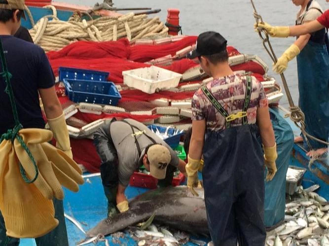 Tàu cá của anh Quang người đánh bắt được con cá mặt trăng khủng.