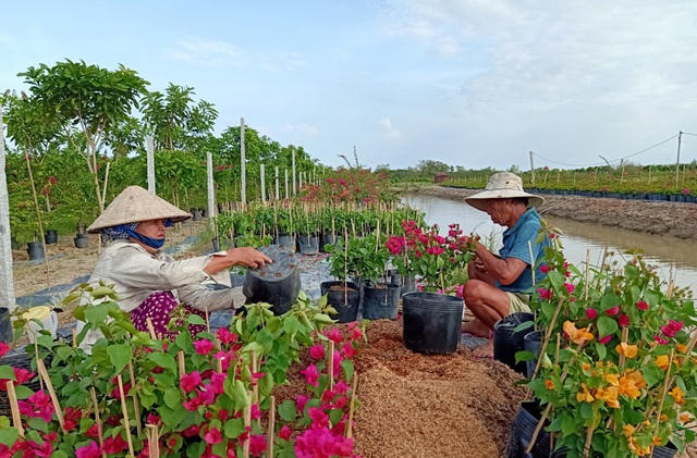 Vợ chồng ông Phạm Văn Te bỏ nghề trồng lúa chuyển qua nghề trồng hoa kiểng hơn 2 năm qua