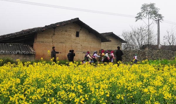 Những sắc hoa v&agrave;ng rực cả một g&oacute;c trời.