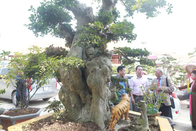 Hàng ngày, có rất nhiều nghệ nhân cây cảnh đến thăm quan, chiêm ngưỡng những cây duối độc đáo. Một vị khách cho biết, có một hay vài cây đã quý, mà vườn nhà ông Tỉnh có hơn 100 cây thì ông ấy phải mất rất nhiều thời gian sưu tầm, tạo tác và bỏ rất nhiều tiền để mua cây.