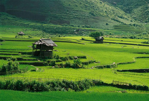 Cánh đồng mường thanh, huyện Điện Biên.