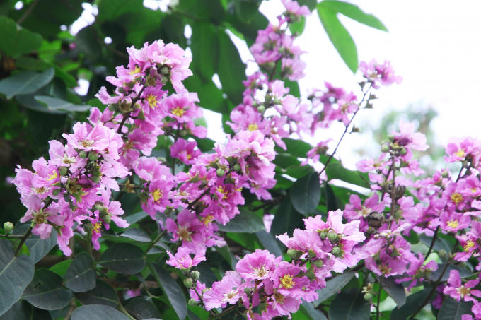 Mỗi bông hoa có 6 cánh, mỗi cánh dài chừng 2 đến 3,5 cm.