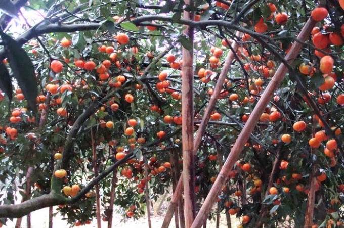 Trong “Vườn cam khổng lồ” trên những thân cam chi chít quả vàng kéo trĩu cành.