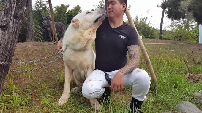 Dòng chó Alabai được nhập khẩu từ Nga cũng có giá trên 4.000. USD, tuy cao lớn nhưng loài này rất lành và gần gũi với con người.