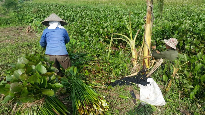 Ninh Bình: Mỗi năm kiếm hàng chục triệu đồng từ cây bèo tây