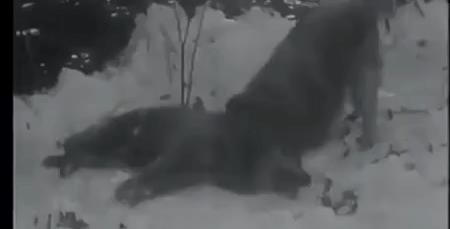 Cận cảnh loài chó nguy hiểm bậc nhất thế giới!