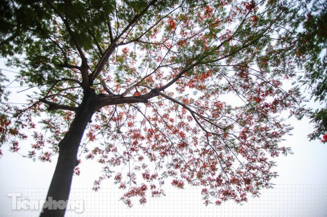 Phố phường Hà Nội rạo rực 'mùa phượng cháy' - ảnh 4