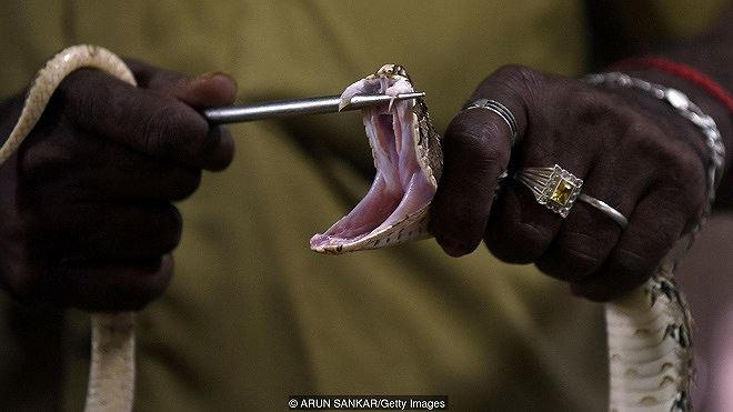 B&iacute; ẩn tuyệt kỹ tay kh&ocirc;ng bắt rắn cực độc